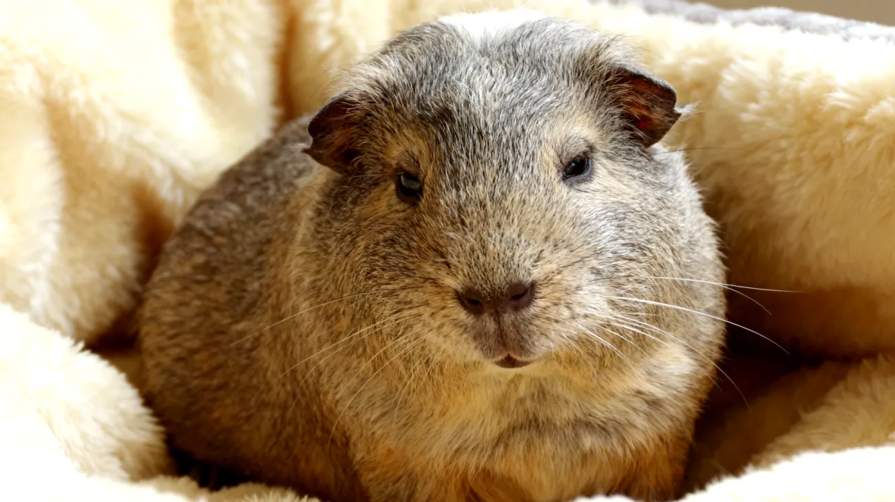 Senior-Meerschweinchen benötigen spezielle Pflegeprodukte und angepasstes Zubehör, da ihre Mobilität eingeschränkt ist und sie Schwierigkeiten beim Erreichen aller Körperstellen zur Fellpflege haben"